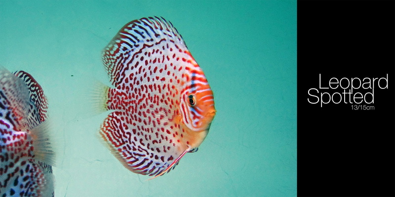 indoors, communication, water, vertebrate, marine, sea, fish, sea life, nature, Discus Fish, animal wildlife, close-up, underwater, undersea, no people