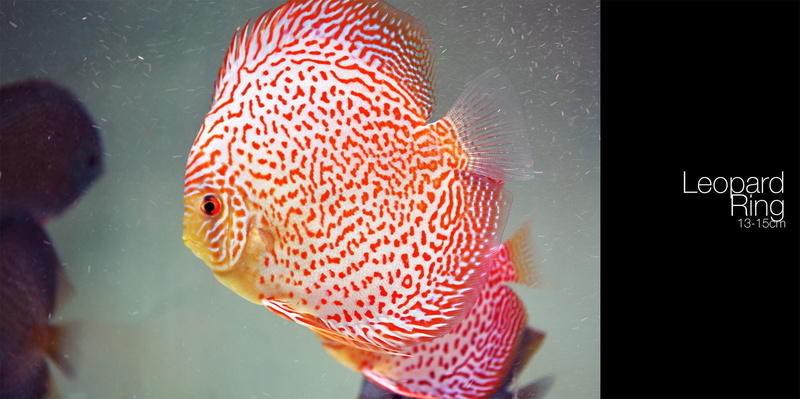 marine, indoors, animal themes, transparent, Discus Fish, sea, one animal, animal wildlife, fish tank, close-up, fish, nature, vertebrate, underwater, 1080P