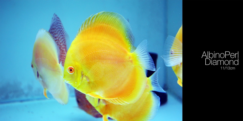 fish, marine, transparent, glass - material, animal, animal themes, animal wildlife, sea life, group of animals, water, indoors, Discus Fish, animals in the wild