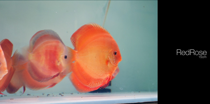 water, glass - material, orange color, animal themes, vertebrate, animal wildlife, underwater, animal, animals in the wild, group of animals, animals in captivity