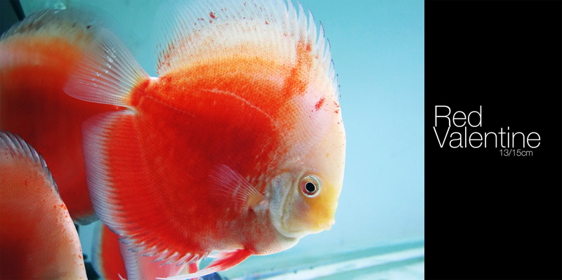 one animal, vertebrate, animal themes, 1080P, swimming, Discus Fish, tank, marine, water, animal, animals in captivity, underwater, close-up, goldfish