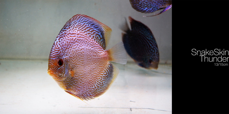 transparent, 1080P, marine, Discus Fish, water, animal wildlife, glass - material, animals in captivity, swimming, close-up, one animal, no people, animals in the wild