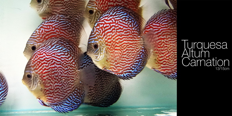 two animals, Discus Fish, nature, animals in captivity, vertebrate, indoors, close-up, 1080P, sea, animal themes, fish, animal, wellbeing, no people, pets