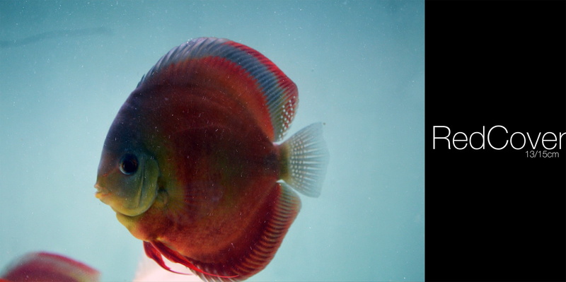 transparent, no people, water, nature, undersea, sea life, fish, Discus Fish, swimming, vertebrate, indoors, animals in the wild, underwater, animal wildlife