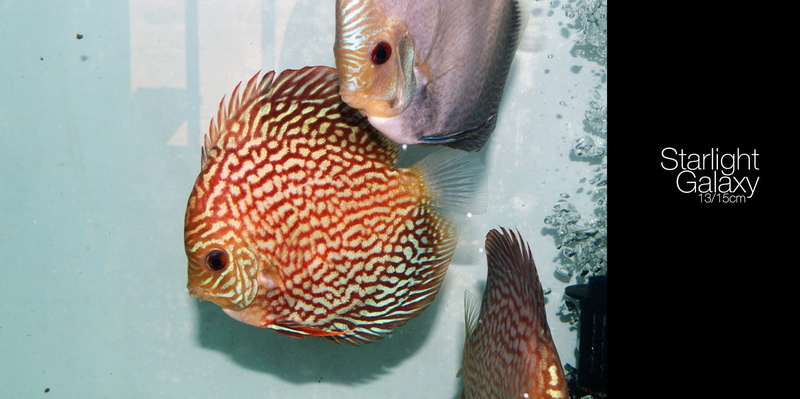 one animal, underwater, indoors, glass - material, fish, Discus Fish, water, fish tank, animal wildlife, animal themes, swimming, sea, close-up, animal