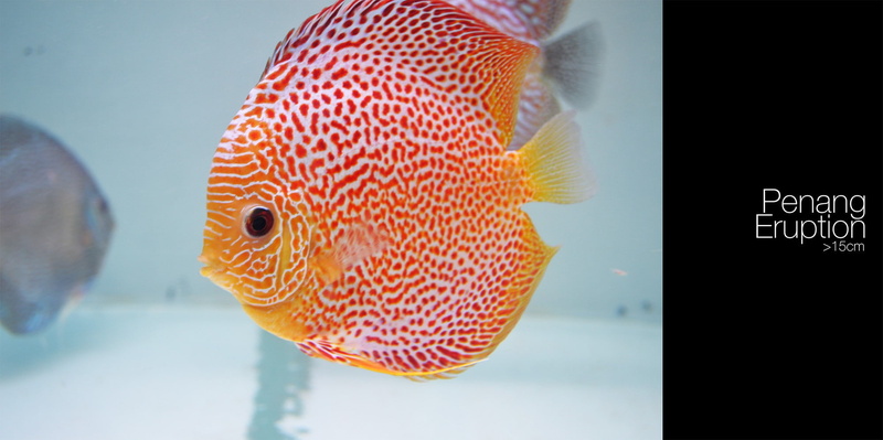 animal wildlife, animal themes, sea, swimming, transparent, no people, marine, water, vertebrate, glass - material, undersea, sea life, fish, indoors, Discus Fish