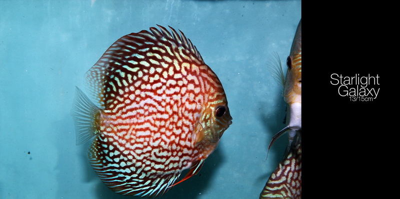sea, vertebrate, water, close-up, outdoors, 1080P, animal wildlife, undersea, one animal, Discus Fish, animal themes, underwater, animals in captivity
