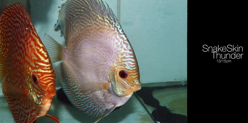 saltwater fish, glass - material, swimming, undersea, fish tank, sea, underwater, animals in the wild, no people, vertebrate, fish, animal eye, marine