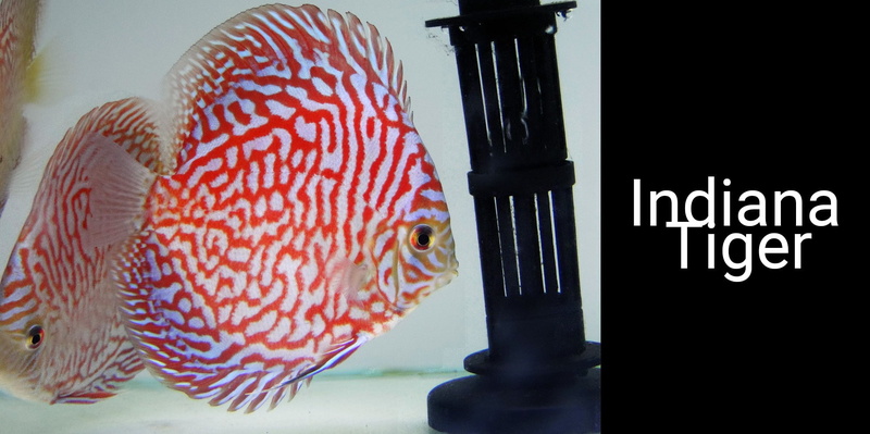 one animal, sign, western script, reflection, underwater, protection, Discus Fish, marine, art and craft, sport, animal, close-up, swimming, indoors, no people