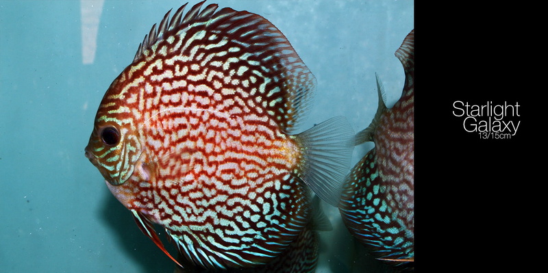 fish, Discus Fish, nature, one animal, saltwater fish, transparent, swimming, animal body part, vertebrate, animal eye, marine, sea life, animal themes
