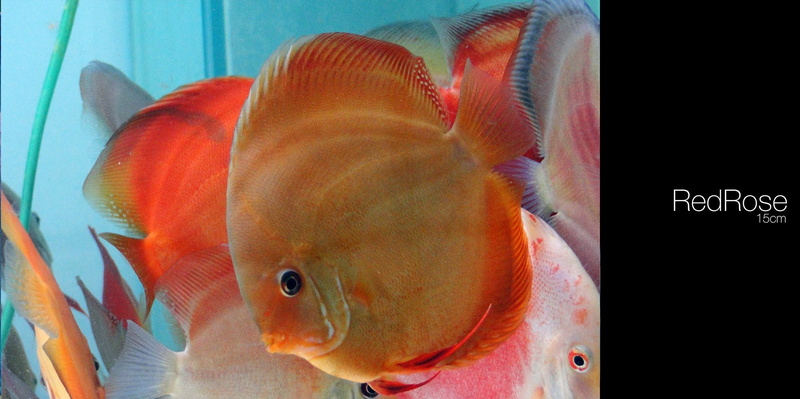 fish, Discus Fish, no people, close-up, swimming, sea, underwater, water, animals in captivity, animals in the wild, one animal, animal wildlife, transparent