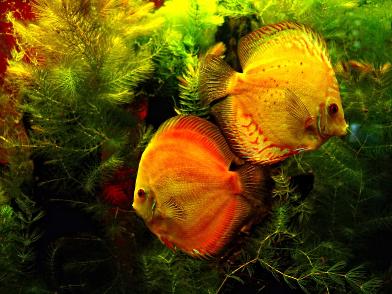 animals, discus, 1080P, couple, love, animal, fish, colors