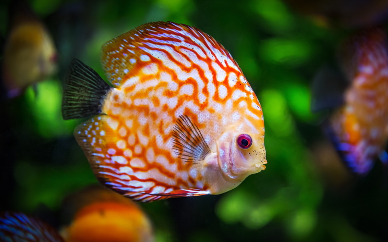 discus, Download 3840x2400 Discus, fish backgrounds, 4K, color