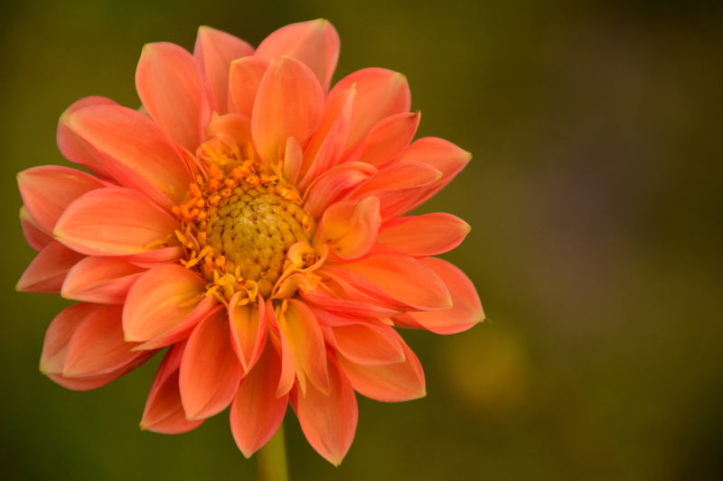 inflorescence, color Image, springtime, Blossom, Dahlia, orange, 5K, ornamental plant, focus on foreground, flower Head, summer, dahlia garden, daisy