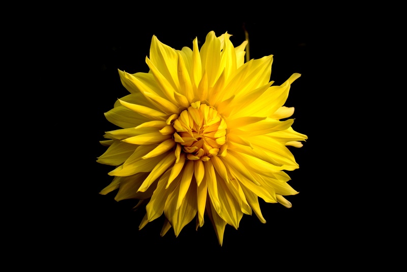 black background, plant, pollen, growth, dahlia, 2K, beauty in nature, inflorescence, flower, close-up, vulnerability, yellow, garden, petal, nature, studio shot