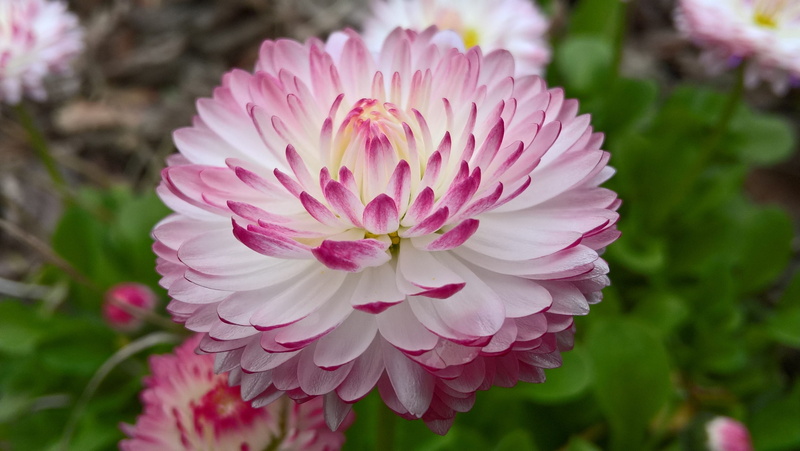 petals, flowering plant, inflorescence, multicolor, nature, petal, fragility, vulnerability, delicate, color, blossom, macro, focus on foreground, photography