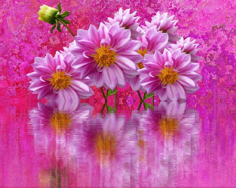 pink, flora, pollen, close-up, flowering plant, flower, day, dahlia garden, pink dahlias, dahlias, digital, garden, beauty in nature, reflection, inflorescence