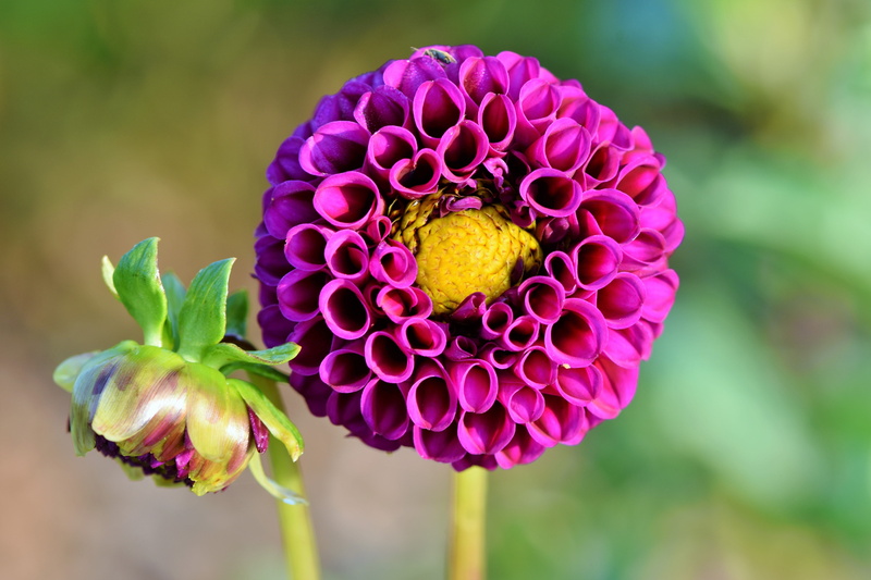 bud, nature, purple, dahlias bud, growth, focus on foreground, flower head, dahlia garden, 5K, petal, garden, flower, blossom, day, freshness, garden plant