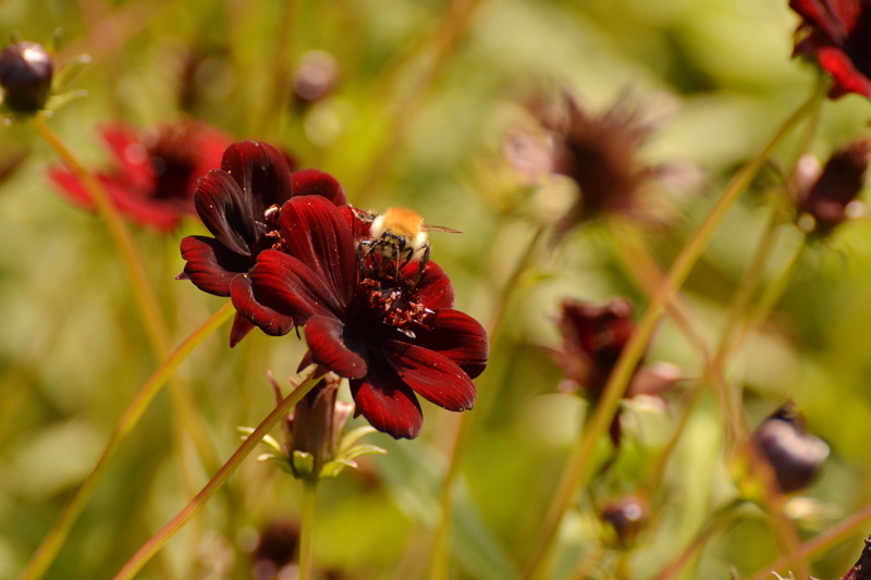 fragility, garden, inflorescence, vulnerability, dahlia, garden plant, focus on foreground, late summer, garden flowers, 4K, plant, outdoors, nature, red flower