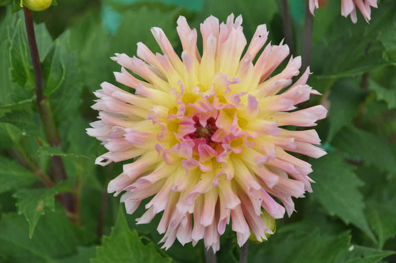 leaf, petal, vulnerability, Garden, day, flora, nature, close, Dahlia, flower head, dahlia garden, freshness, inflorescence, yellow, plant, 4K, growth