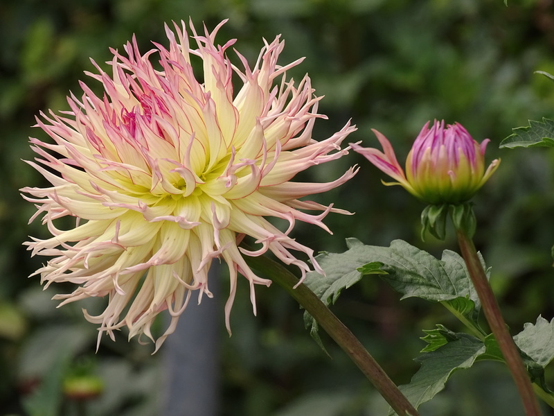 cactus dahlia, nature, vulnerability, dahlias, flower Head, flowers, day, flower, freshness, petal, flowering plant, focus on foreground, inflorescence