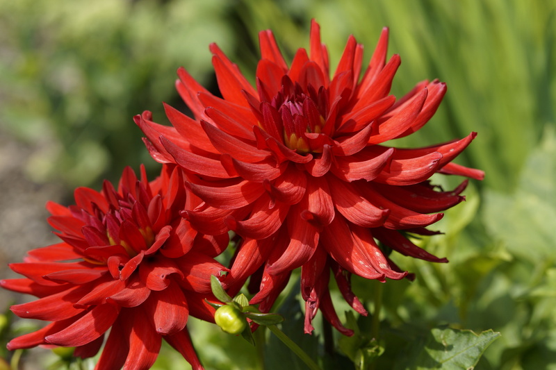 vibrant color, garden flowers, no people, 5K, petal, focus on foreground, summer, red, flower head, close, green color, dahlia, garden, botany, late summer