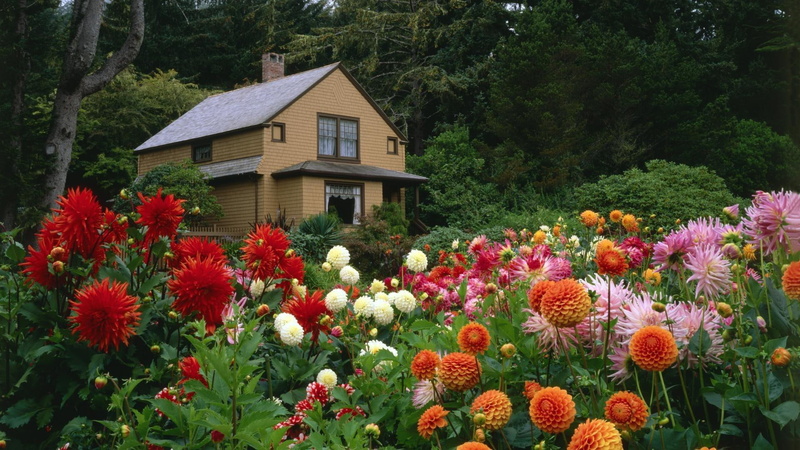 orange, pink, cactus, forest, house, dahlia, 1920x1080, 1080P, garden, next, ball, world, beautiful, tree