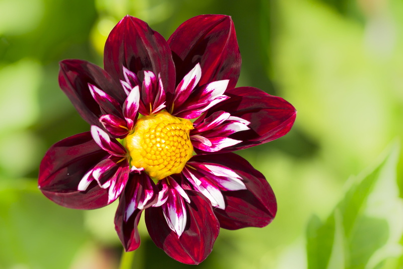 maroon, late summer, blossom, day, mainau, fragility, dahlia garden, focus, dahlia, beauty in nature, flower, pink color, flowering plant, inflorescence