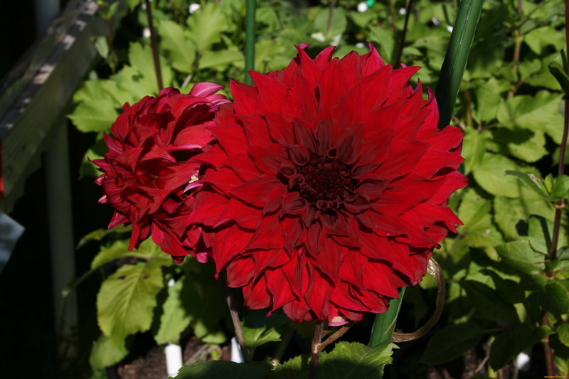 green Color, 2K, focus on foreground, backgrounds, summer, plant, sunny, multi Colored, no people, garden, pink Color, dahlia, fragility, flower Head