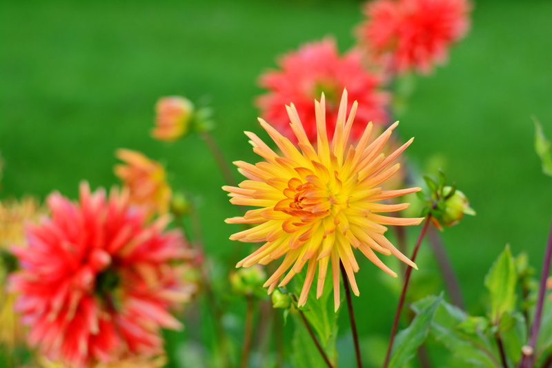chrysanthemum, flowers, fragility, freshness, springtime, flower head, yellow, dahlia cultivas, autumn flower, dahlia garden, dahlia, cactus dahlia, no people