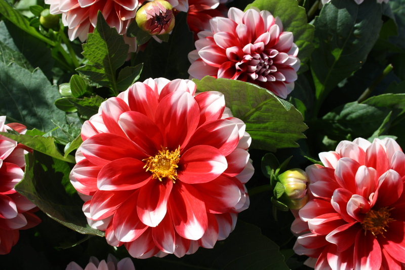 fragility, freshness, garden, beauty in nature, flowering plant, growth, leaf, flower head, nature, inflorescence, red, pollen, flower, no people, plant part