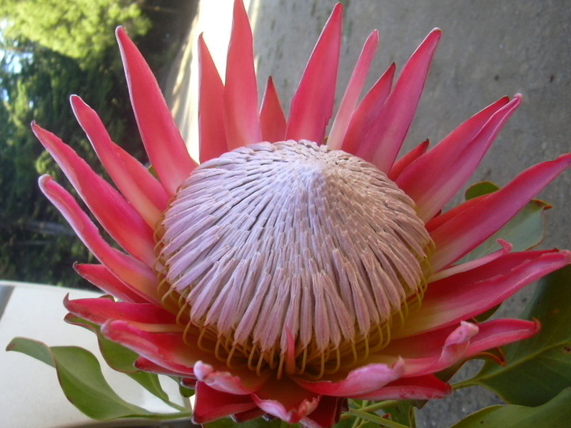 freshness, Nature, pollen, 480P, no people, lotus water lily, inflorescence, plant part, growth, close-up, focus on foreground, leaf, protea, flowering plant