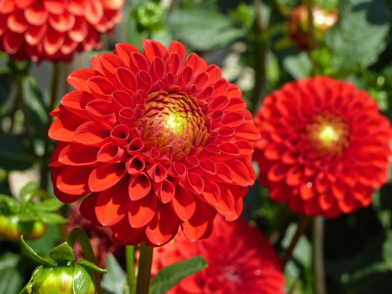 park - man made space, flower head, blossom, freshness, nature, fragility, inflorescence, close-up, flower garden, plant, 4K, flower, bloom, day, flower arrangement