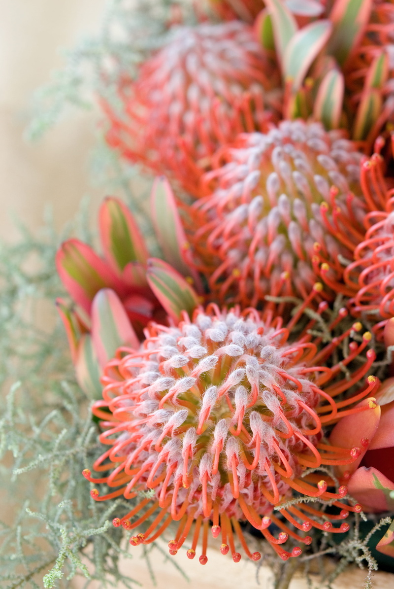 outdoors, close-up, pink color, flower head, no people, selective focus, pincushion, vulnerability, fragility, tropical fruit, plant, petal, nature, bouquet