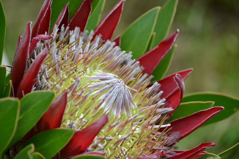 nature, petals, flower, king protea, 1080P, protea cynaroides