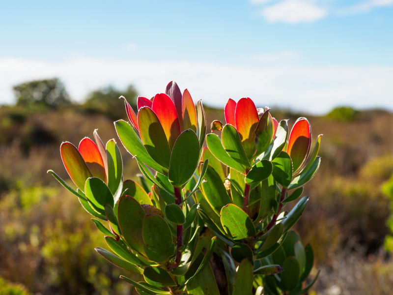 close-up, table mountain, yellow, nature, succulent plant, beauty, bouquet, plant part, color, green color, flora, cape town, flower head, sky, focus on foreground