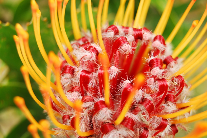 beauty in nature, flower head, pollen, yellow, inflorescence, close-up, growth, vulnerability, freshness, day, protea, outdoors, red, plant, pincushion