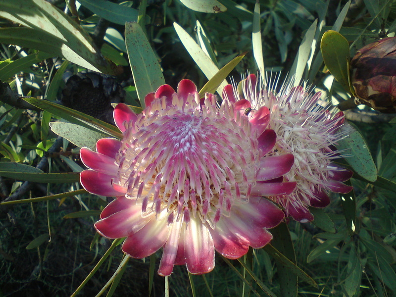 plant, leaf, beauty in nature, fragility, plant part, flowering plant, nature, petal, Protea, freshness, outdoors, pollen, flower head, 2K, vulnerability