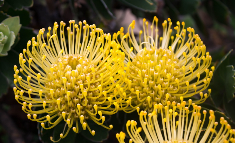 flower head, plant, freshness, no people, 4K, food, vulnerability, flowering plant, flower, fynbos, day, beauty in nature, nature, growth, extreme close-up