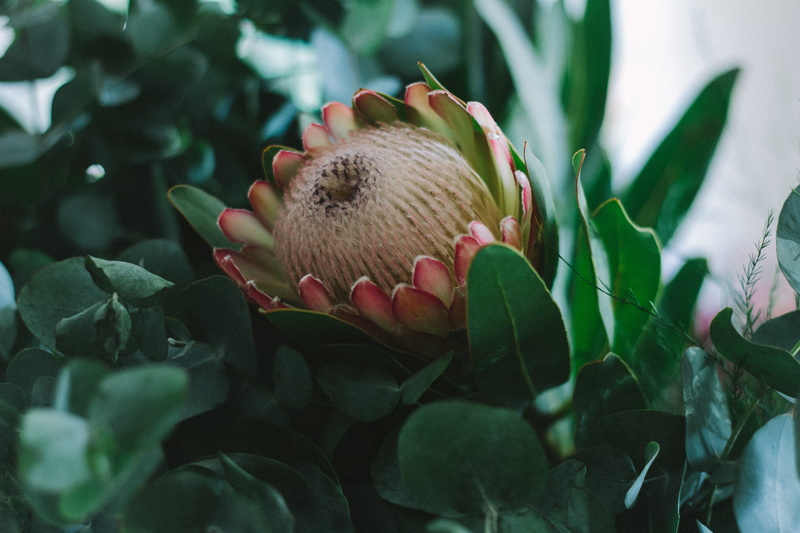 beauty in nature, selective focus, vulnerability, leaf, close-up, flowers, protea, flower head, petal, nature, freshness, outdoors, inflorescence, flower