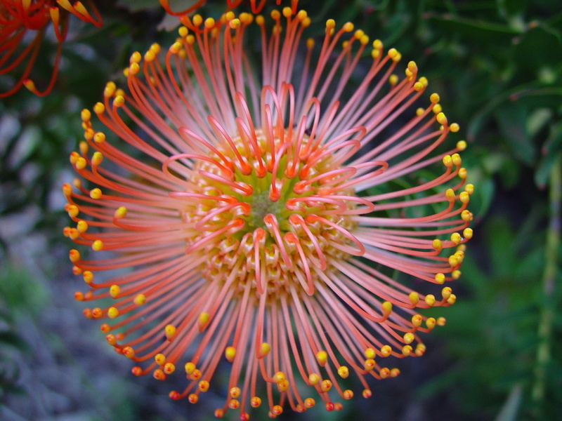 exotic, plant, spike, flowering, focus on foreground, flower head, marine, freshness, close-up, nature, inflorescence, fragility, 2K, floral, beauty in nature