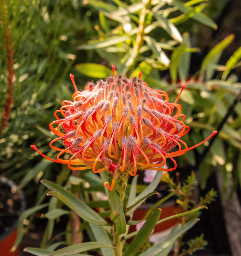 inflorescence, flora, garden, day, pollen, flower head, botany, beauty in nature, nature, protea, vulnerability, selective focus, petal, 4K, orange color