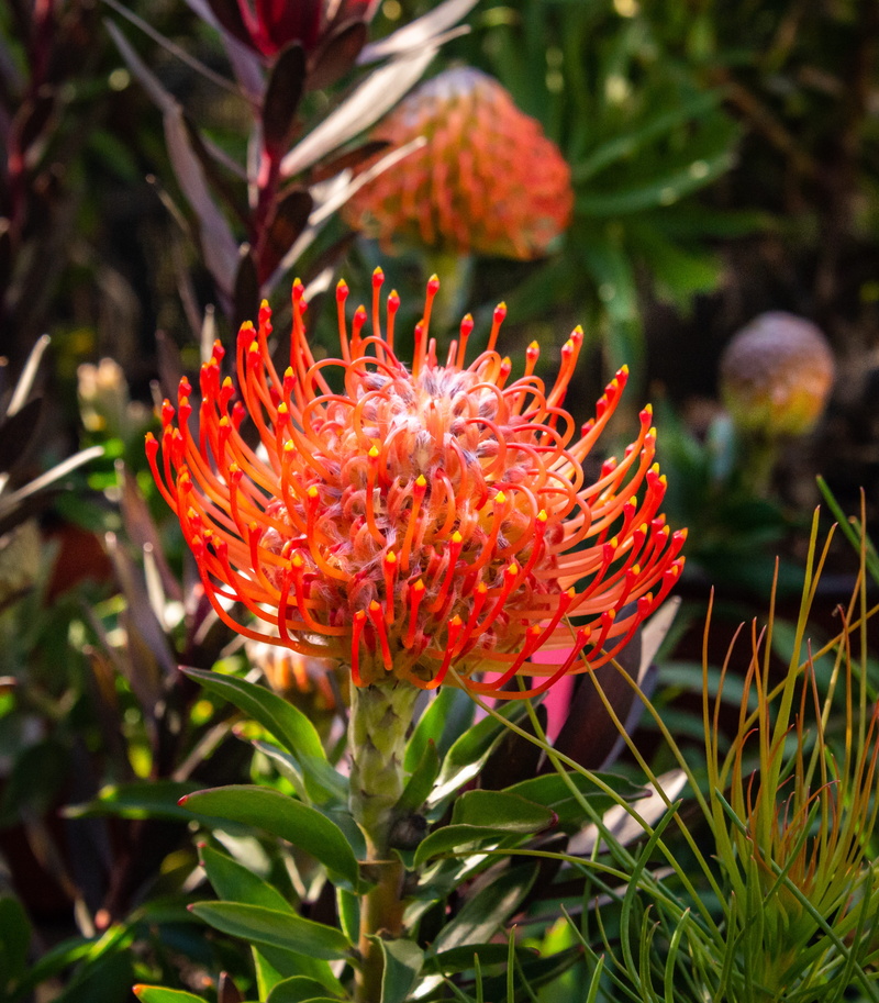 4K, botany, red, orange color, no people, pollen, exotic, outdoors, plant, fynbos, freshness, nature, day, bloom, petal, flora, vulnerability, flower head