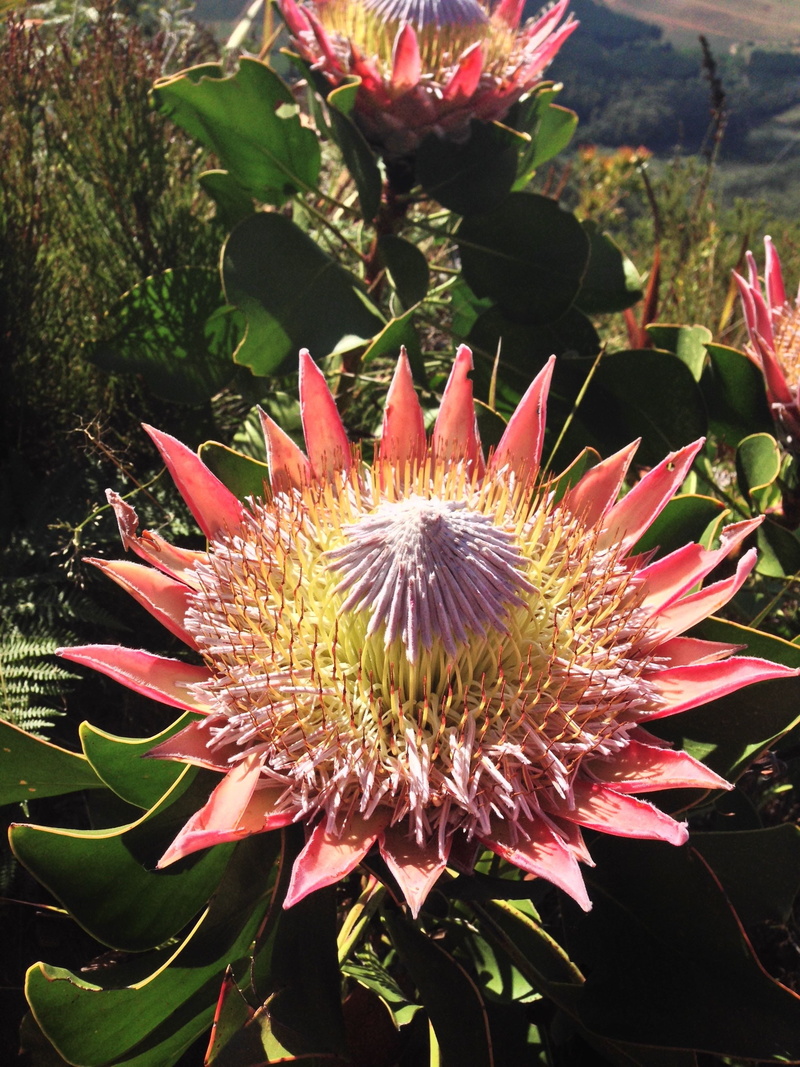 vulnerability, day, flower head, south, spiky, flowering plant, pollen, beauty in nature, protea, no people, 2K, plant part, inflorescence, focus on foreground