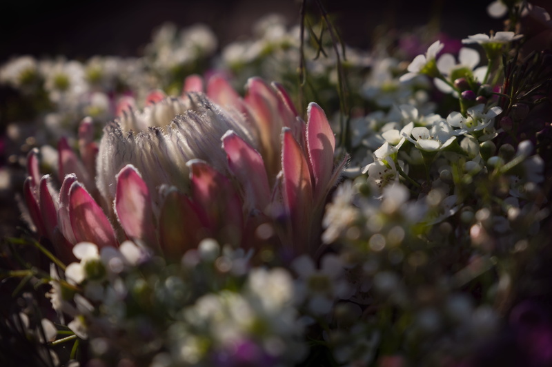 inflorescence, day, close-up, nature, no people, south africa, growth, springtime, national flower  of south africa, 5K, flower head, freshness, vulnerability