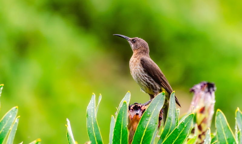 bird, beauty in nature, plant, 4K, fynbos, animal, protea, selective focus, grass, green color, vertebrate, zoology, focus on foreground, flora, green
