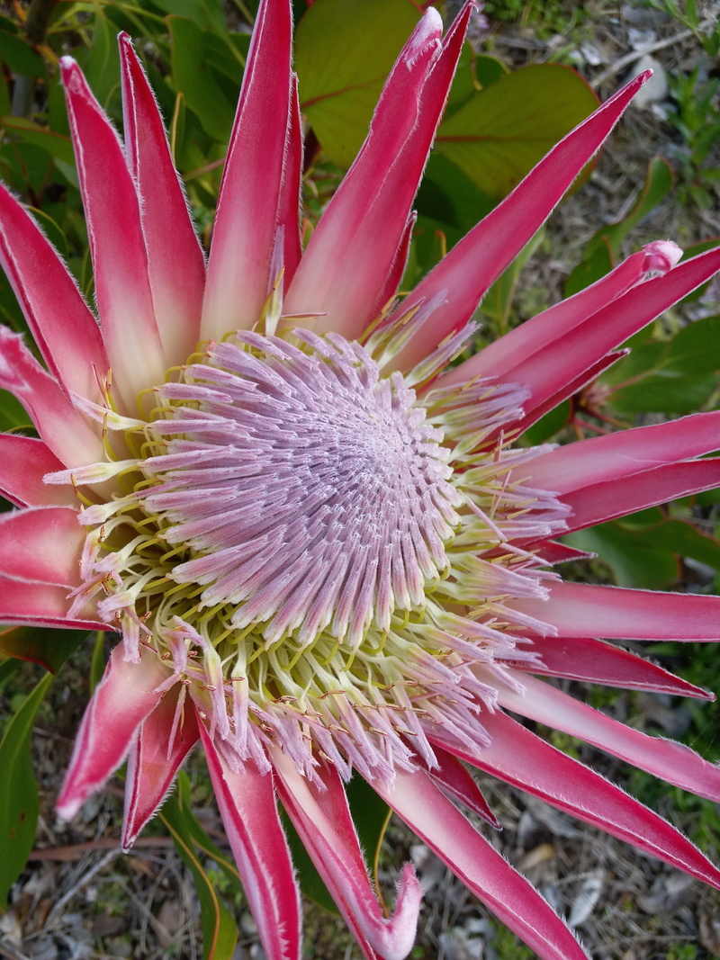 petal, outdoors, nature, botany, fragility, pistil, plant, flower head, flowering plant, inflorescence, no people, 4K, beauty in nature, king protea, growth
