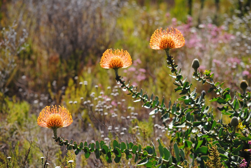 flowering plant, south africa, 4K, nature, close-up, flower, land, selective focus, growth, leaf, food, no people, flower head, focus on foreground, beauty in nature