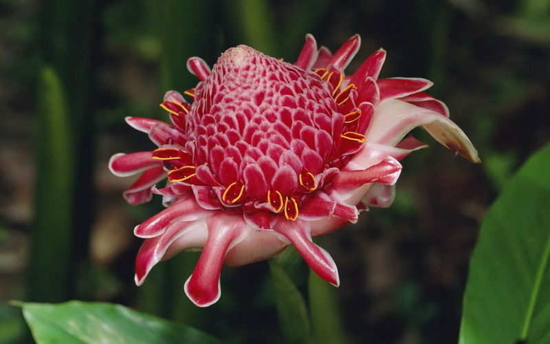 Flower, Flowers, 1080P, Protea