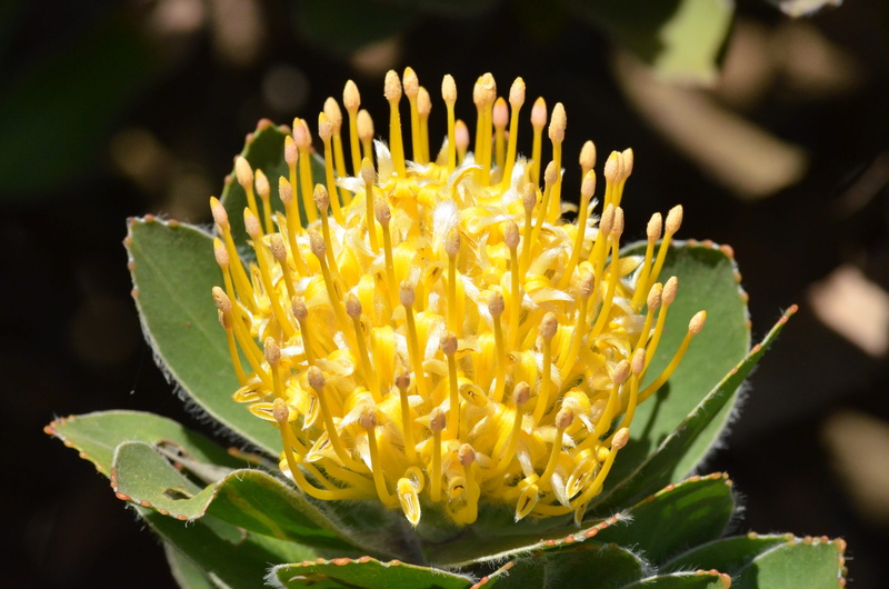 growth, inflorescence, 4K, south african, flower head, plant part, vulnerability, outdoors, green Color, fragility, pollen, wildflower, close-up, botany